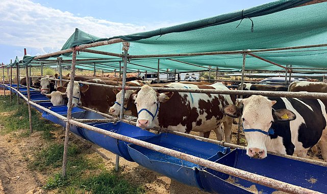 Kepez'in kurban pazarları hizmette