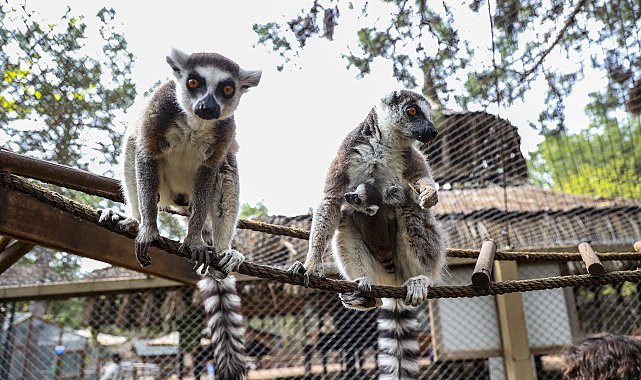 Lemur ailesinin yeni üyesi Zabumafu oldu