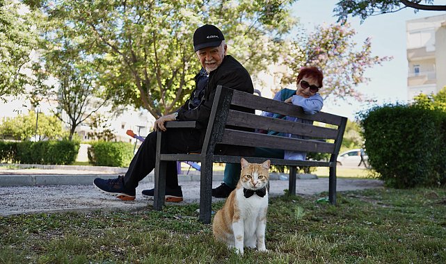 Papyonlu kedi 'Foça', emekli çiftin hayatını değiştirdi