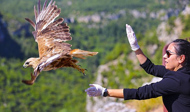Rehabilite edilen kızıl şahin doğayla buluştu