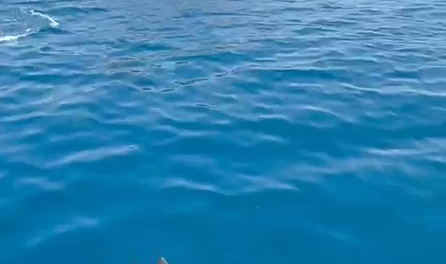 Tur teknesinin yanında yüzen yunuslar kamerada