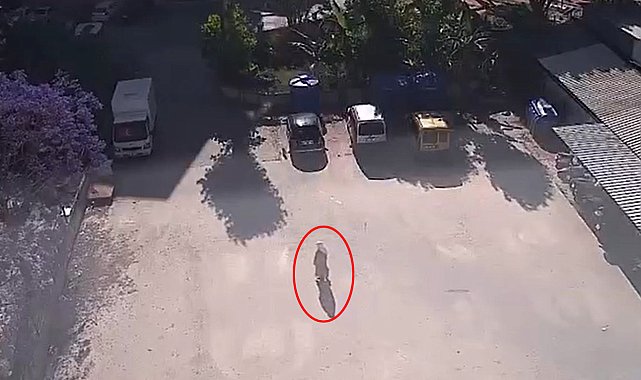 Kedilerin mama kaplarını çaldı