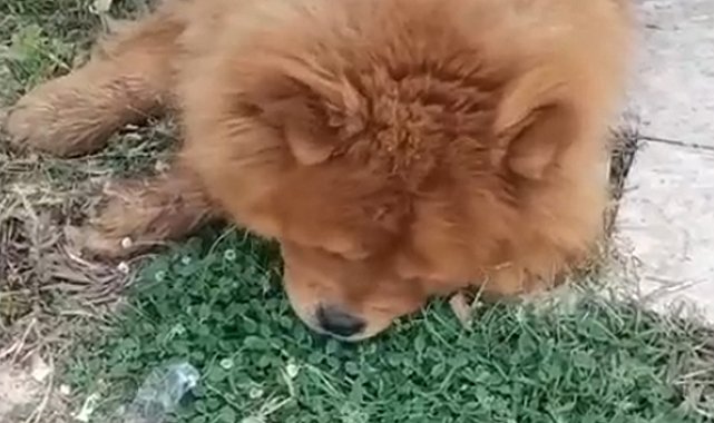 Köpeğin eziyet sonucu öldüğü iddiasına ilişkin 1 gözaltı