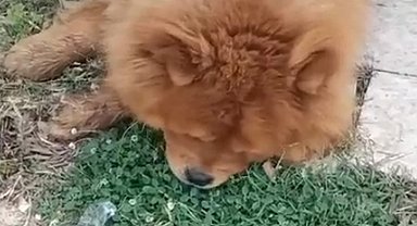 Köpeğin eziyet sonucu öldüğü iddiasına ilişkin 1 gözaltı