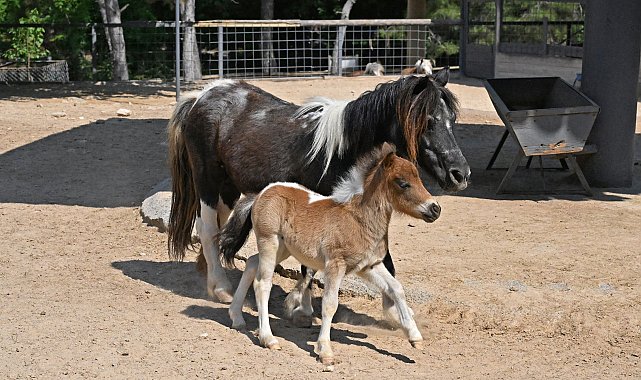 Zebra, papağan, midilli ve geyiklerde doğum sevinci