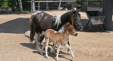 Zebra, papağan, midilli ve geyiklerde doğum sevinci