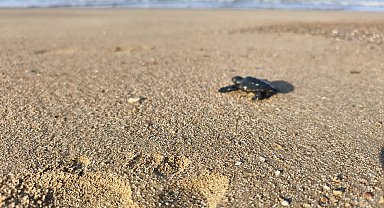 2026'nın ilk caretta yavruları denizle buluştu