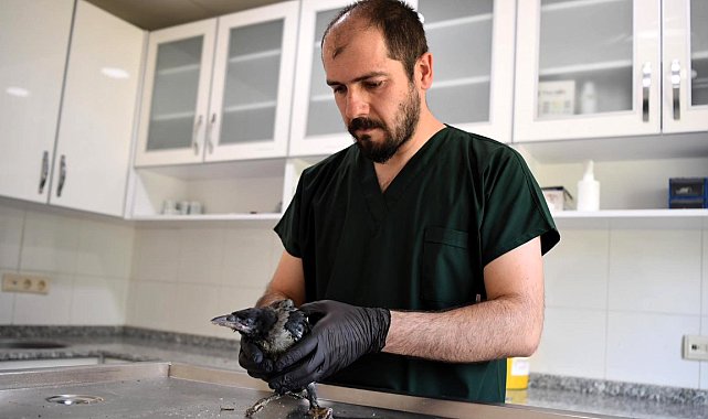 Konyaaltı Belediyesi yavru kargaya şifa oldu