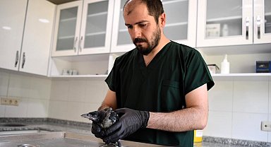 Konyaaltı Belediyesi yavru kargaya şifa oldu