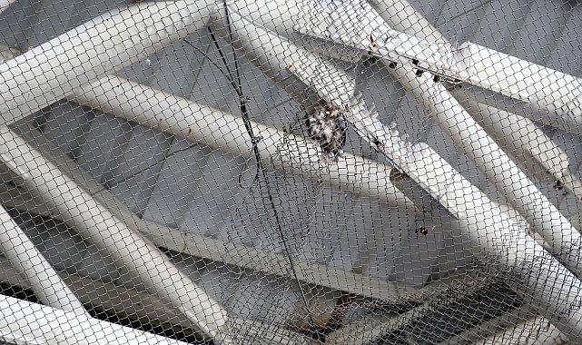 Nekropol Müzesi'nde kuşların ölümüne neden olan tel örgülere önlem